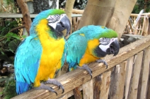 (2006-12) Center Parc a De Vossemeren